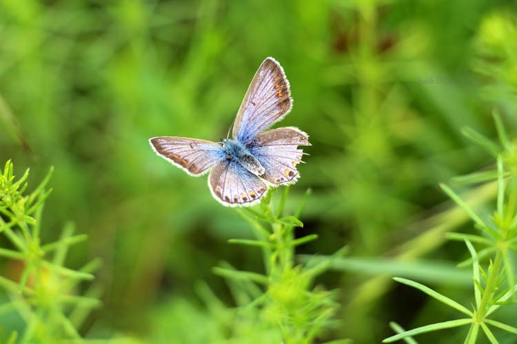 Gray And Blue Butterfly