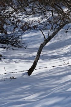 A serene snowy landscape with a bare tree casting shadows on the ground.