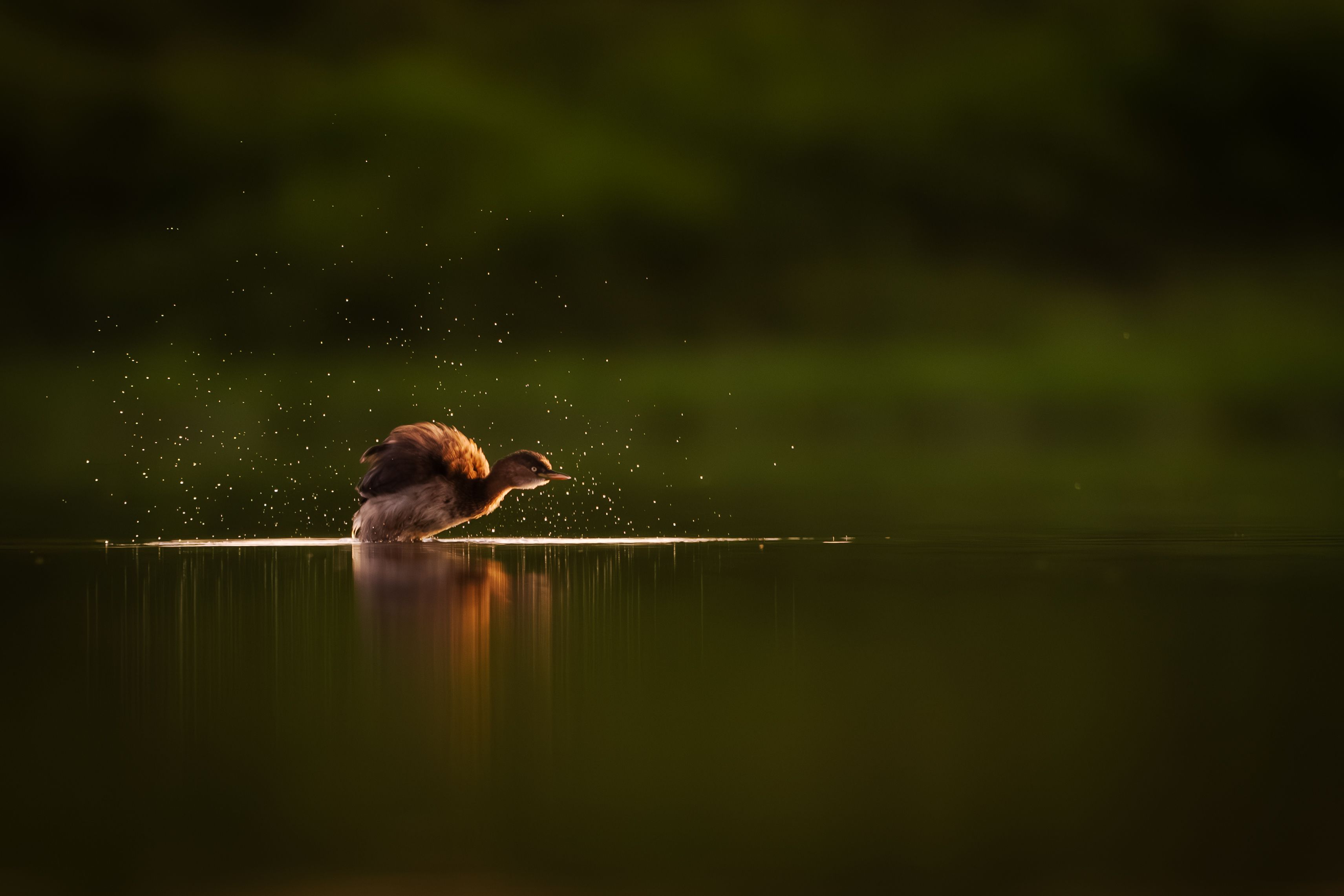 A lone bird creating ripples on a calm lake at sunset, capturing a moment of serene beauty.