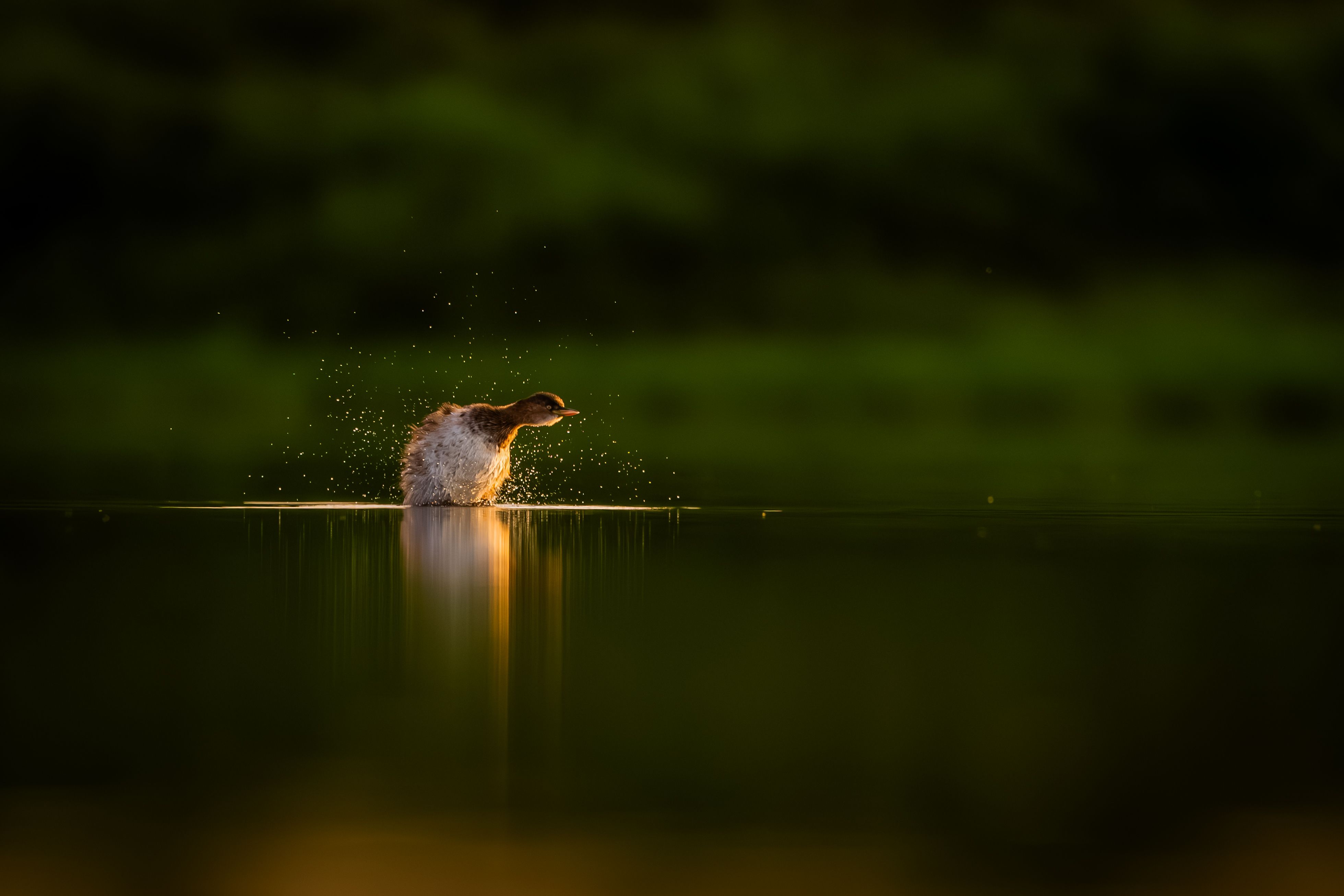 A dynamic image of a duck splashing water against a sunset backdrop, creating a serene and vibrant scene.