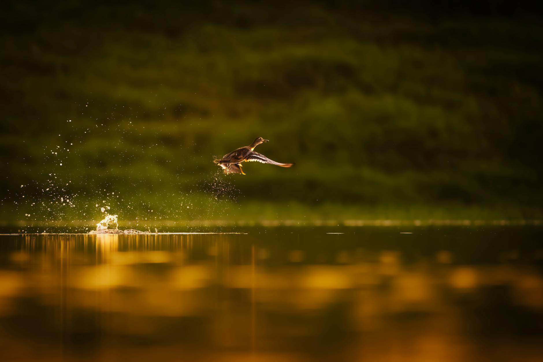 A wild duck captures mid-flight over a lake with a stunning golden sunset reflection.