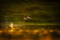 Dramatic Sunset Flight of a Wild Duck Over Water