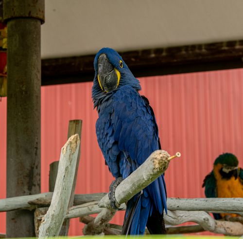 Free Stunning Hyacinth Macaws exhibiting vibrant plumage at a Tennessee zoo. Stock Photo
