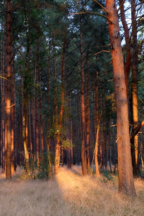 Sunlit Pine Forest in Autumn Tranquility · Free Stock Photo