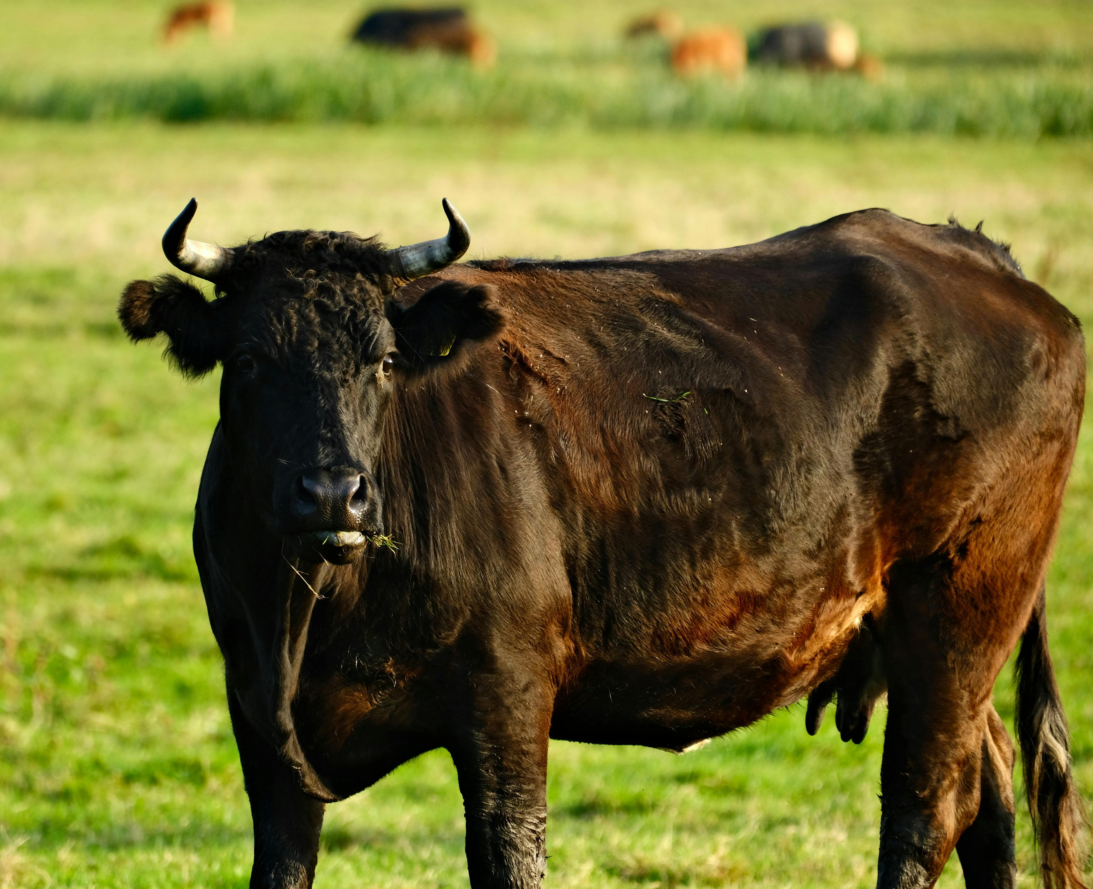 A black cow standing in a green pasture during the day, with a serene rural landscape.