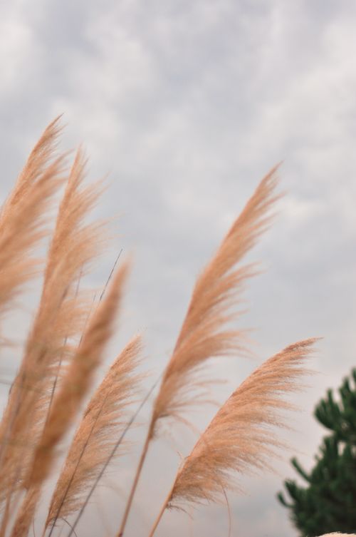 Free Tranquil image of pampas grass swaying against a cloudy sky, evoking a soft, natural ambiance. Stock Photo