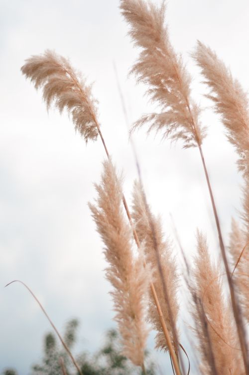 Free Elegant pampas grass sways gently against a cloudy sky, evoking calm and tranquility. Stock Photo