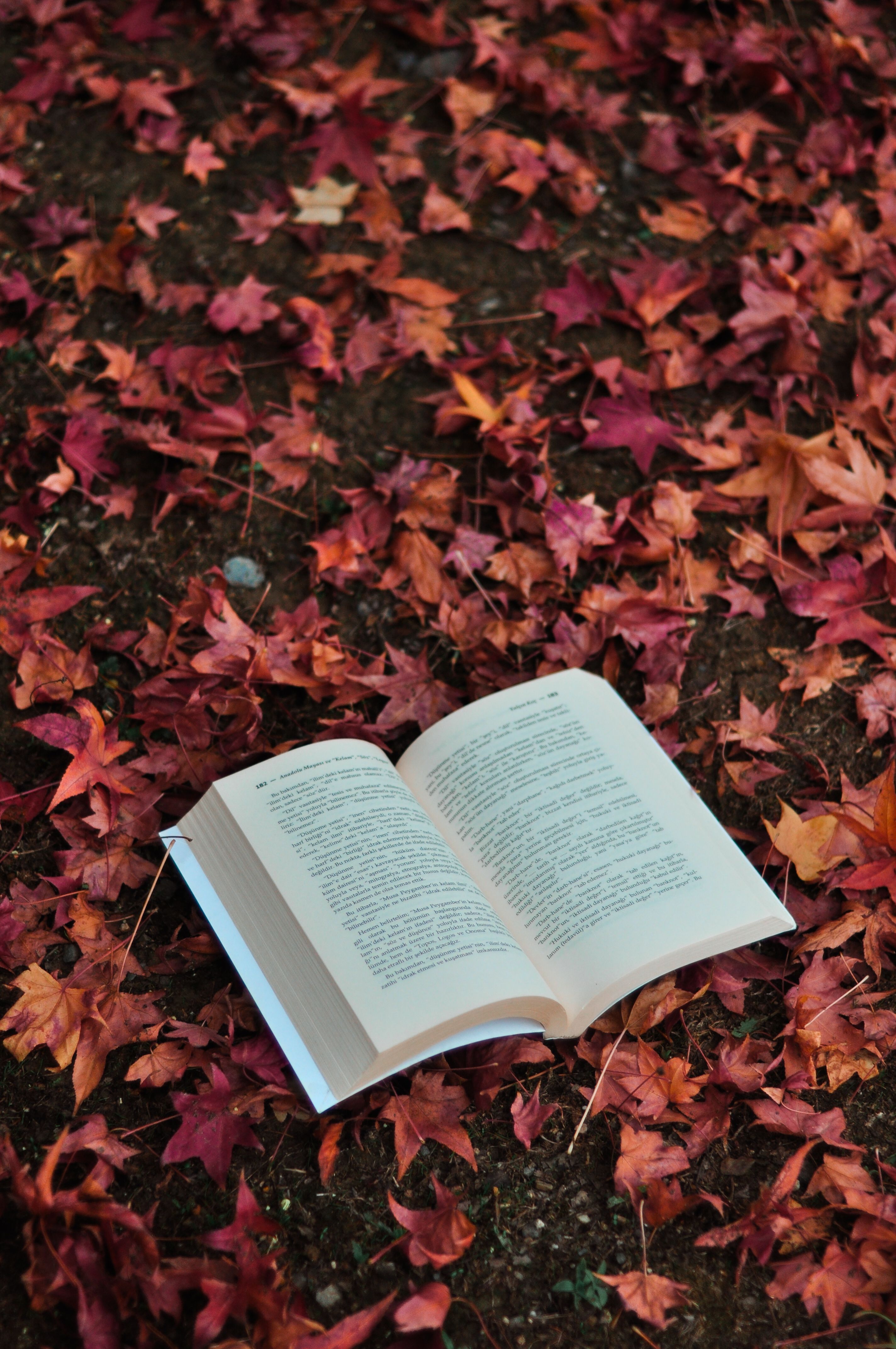 Open Book on Autumn Leaves Background · Free Stock Photo