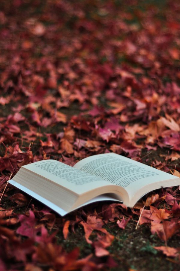 Dark Photo of an Open Book, and Autumn Leaves · Free Stock Photo