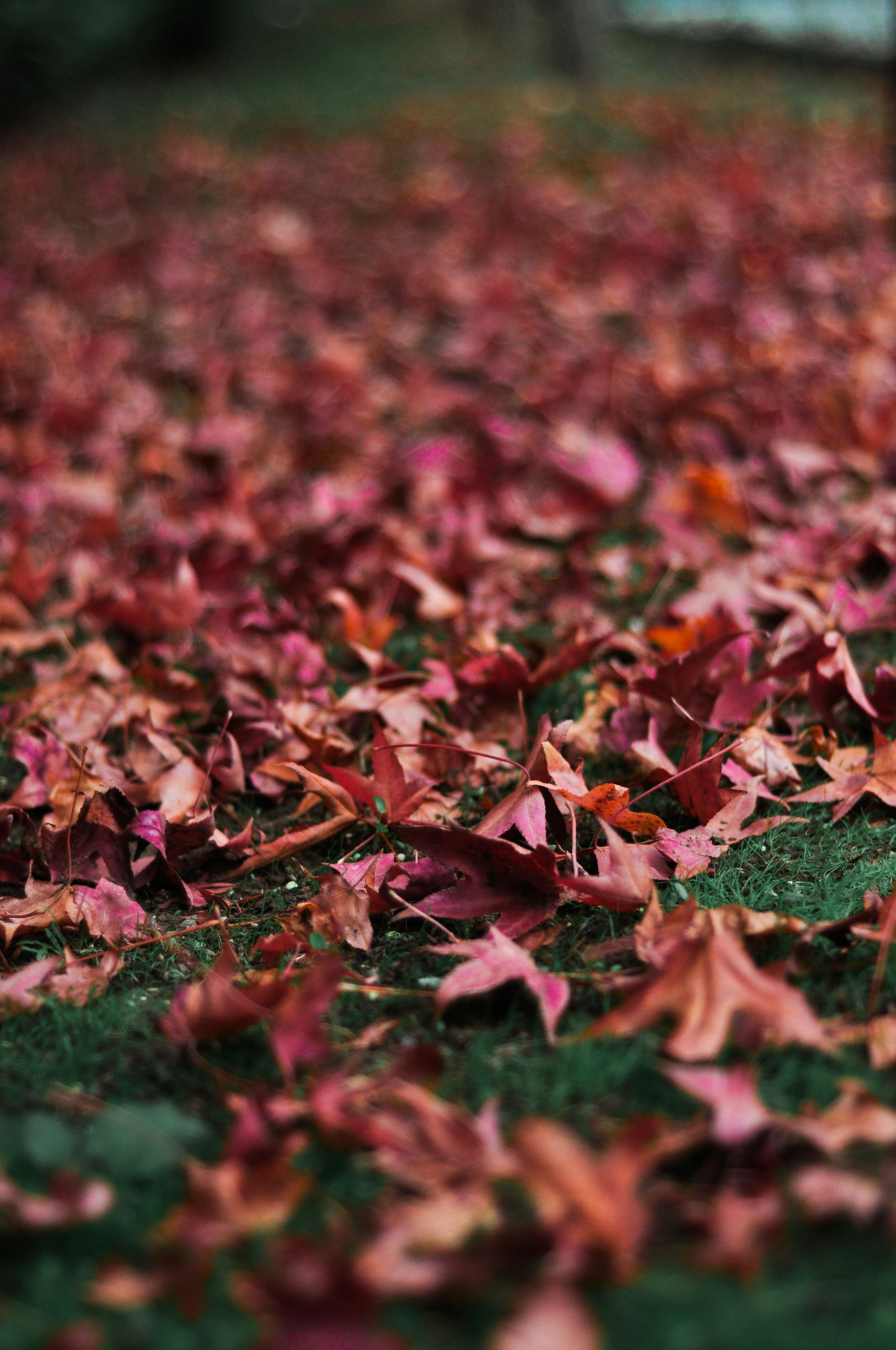 A Maple Leaves on the Ground · Free Stock Photo, image size:2848x4288