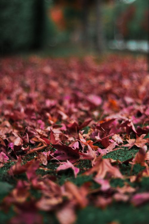 Free Stunning close-up of vibrant red maple leaves covering a forest path in autumn. Stock Photo