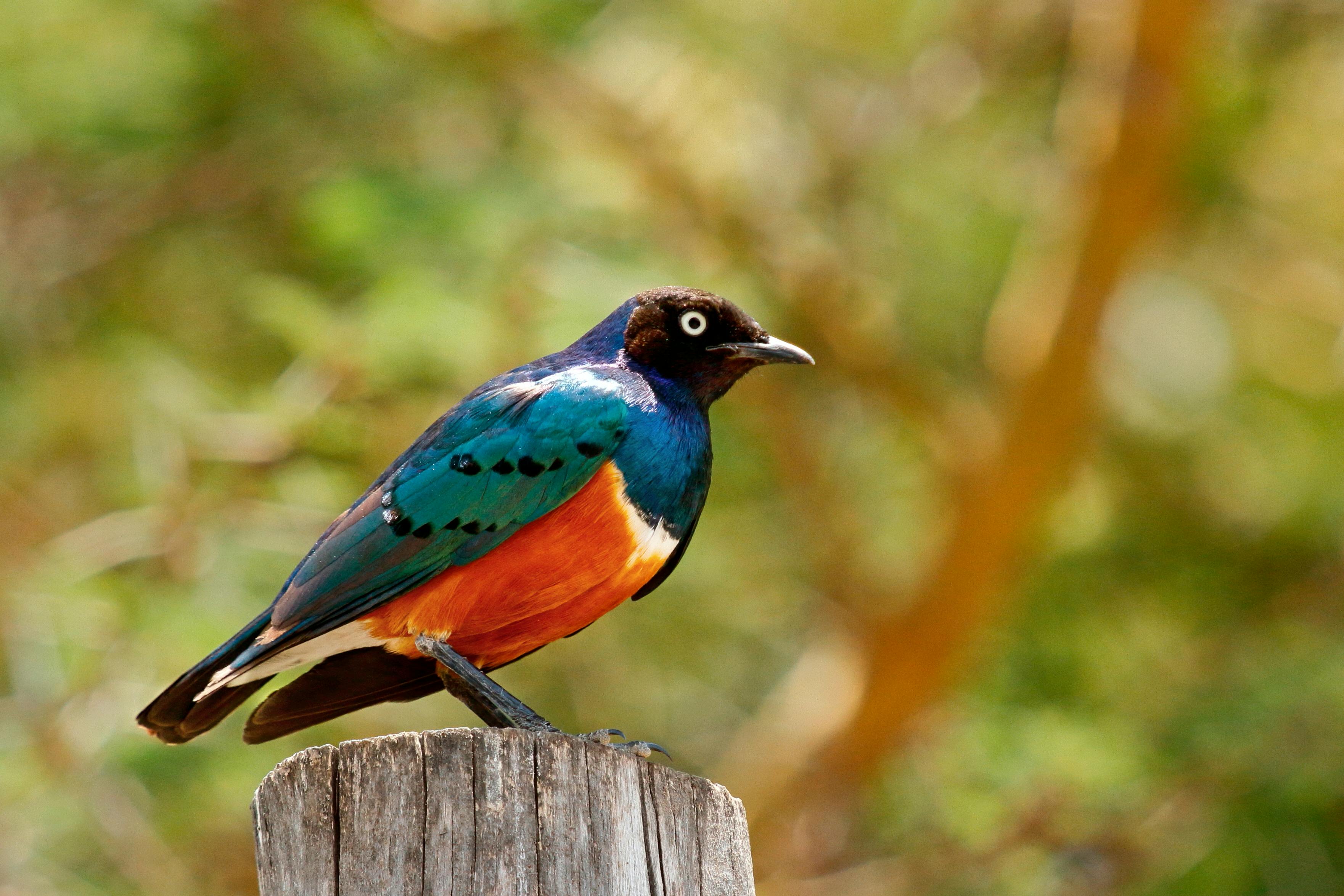 grátis Um estorninho vibrante e magnífico empoleirado em um poste de madeira em Narok, habitat natural do Quênia. Foto profissional