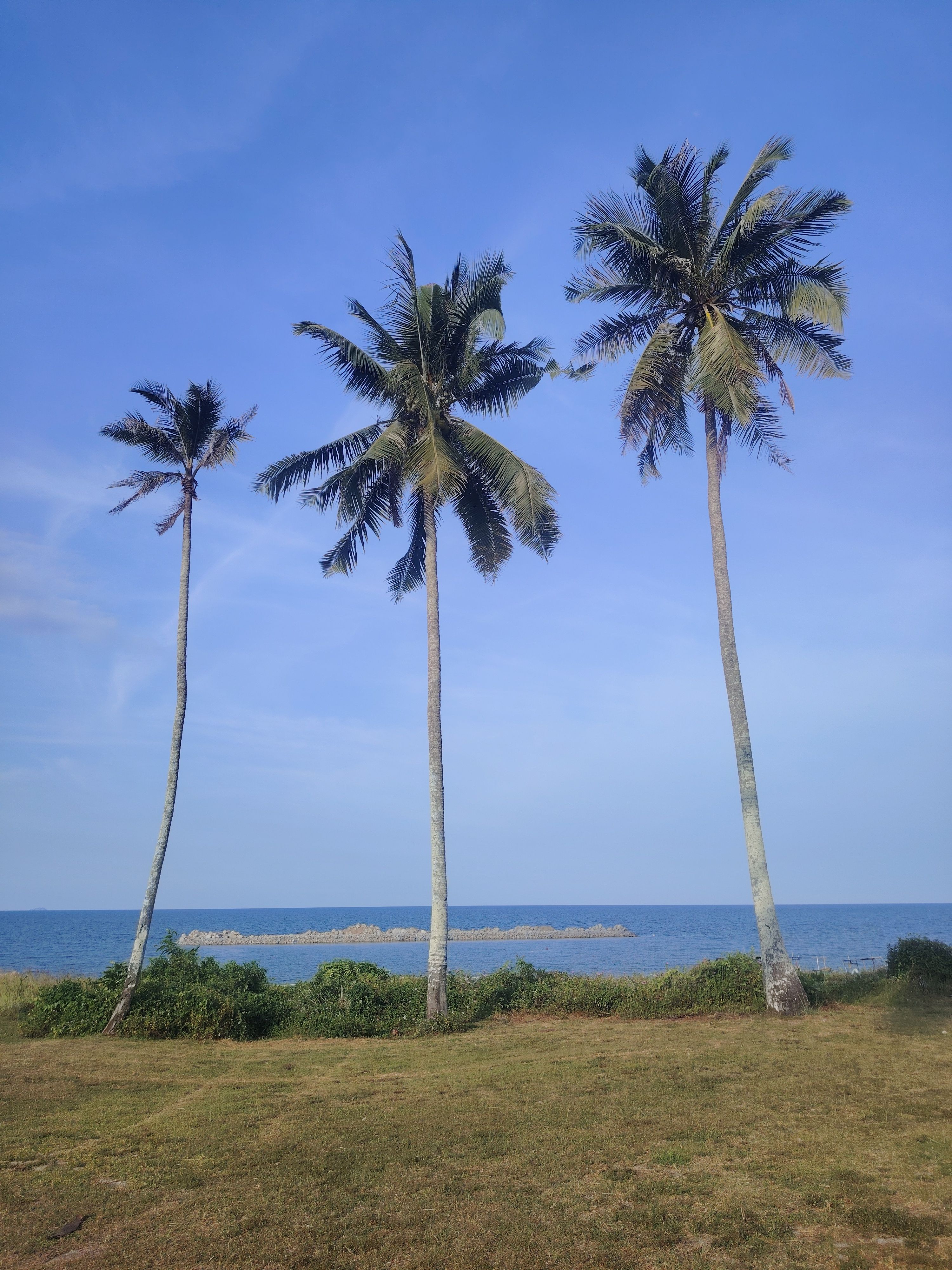 Serene Beachfront with Tall Palm Trees · Free Stock Photo