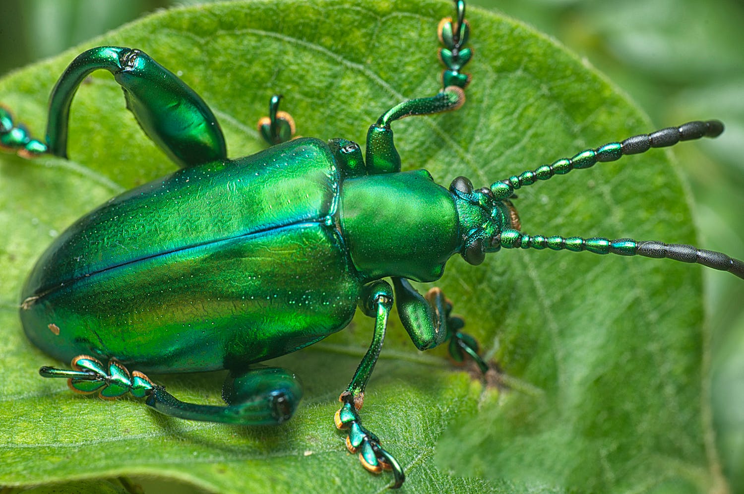 Metallic beetle