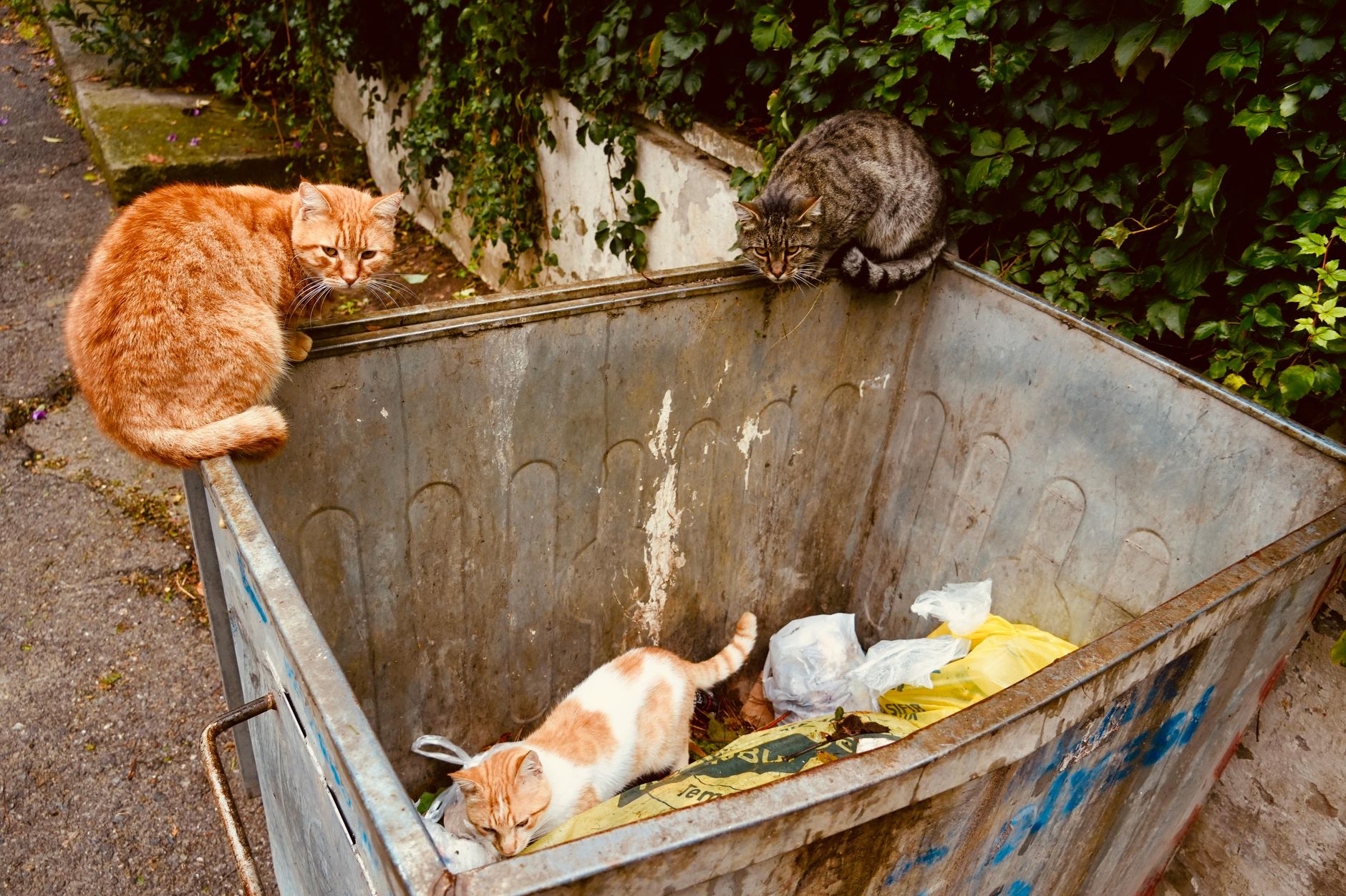 can cats be vegan, Current Research Does Not Settle Long-Term Safety for Every Cat can cats be vegan, Current Research Does Not Settle Long-Term Safety for Every Cat
