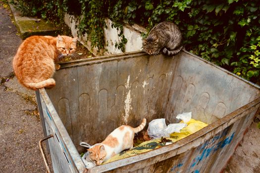 Three street cats explore and rest near a trash bin in Istanbul, Türkiye.