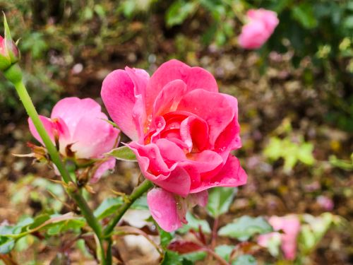 Free Close-up of a vibrant pink rose blooming in a Toronto garden, showcasing delicate petals and natural beauty. Stock Photo