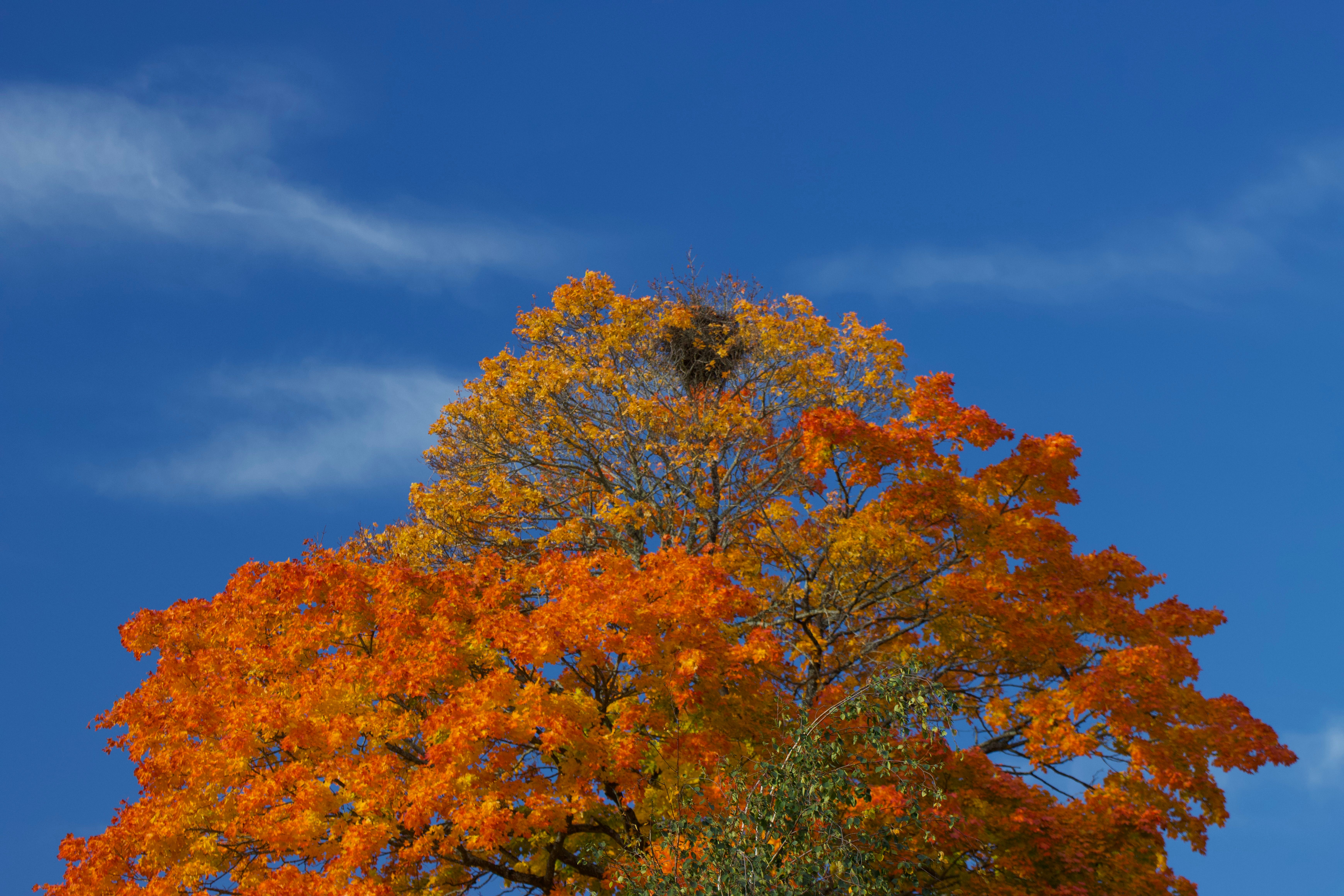 Vibrant Autumn Tree against Blue Nordic Sky · Free Stock Photo