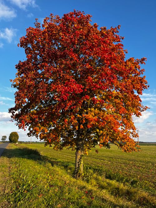 Free A vivid autumn tree with red and orange leaves in a sunny rural landscape. Stock Photo