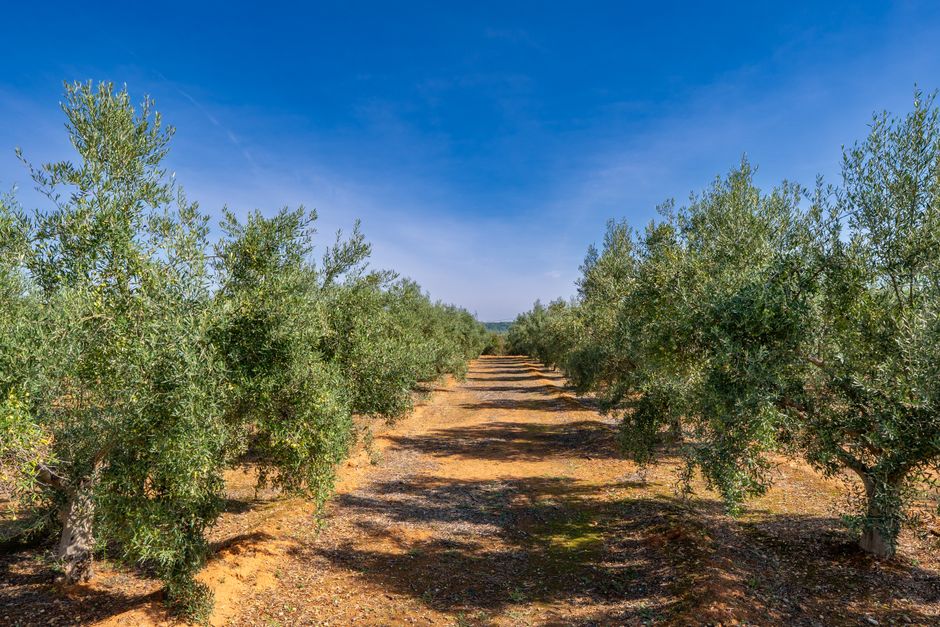 Expansive olive grove in Anna, Spain, showcasing vibrant green foliage and clear blue skies.