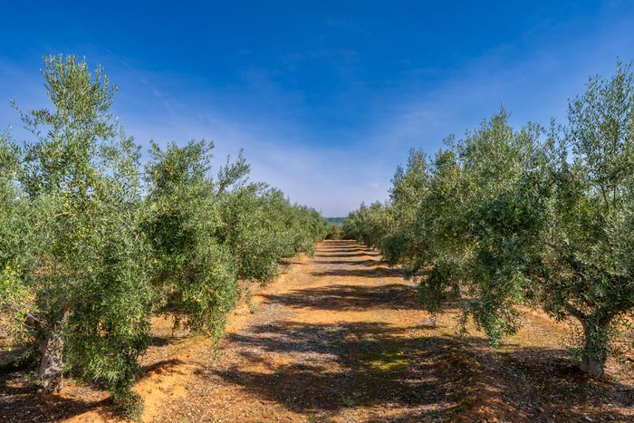 A path through an olive grove — photo by Emilio Sanchez Hernandez on Pexels