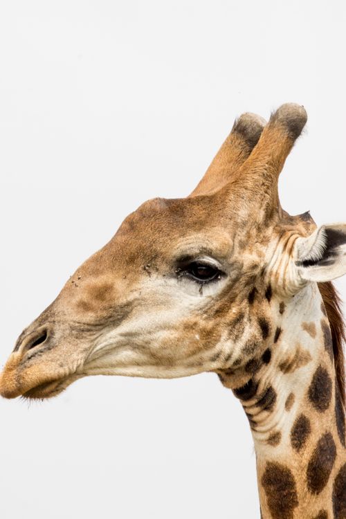 Free Detailed profile of a giraffe's head against a white background, highlighting its unique features. Stock Photo