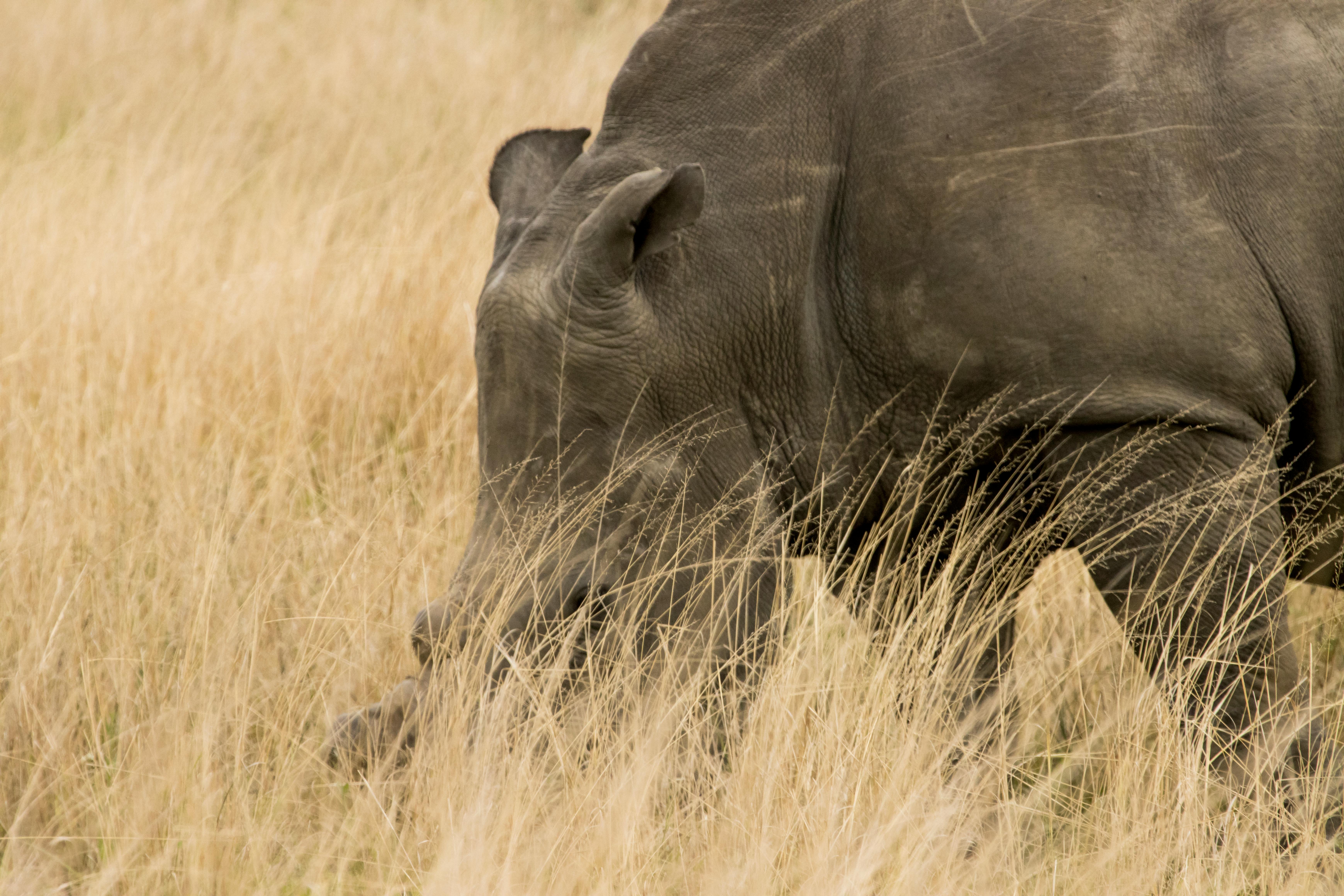 Teaching Values Through Animal Tales