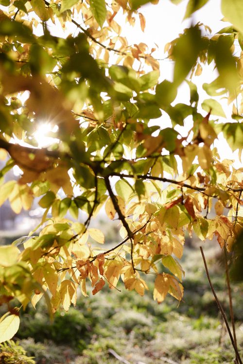 Free Serene autumn leaves glowing in warm sunlight, perfect for a fall ambiance. Stock Photo