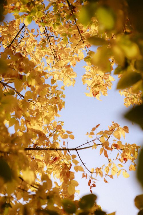 Free Vibrant golden leaves in autumn with a clear blue sky. Stock Photo