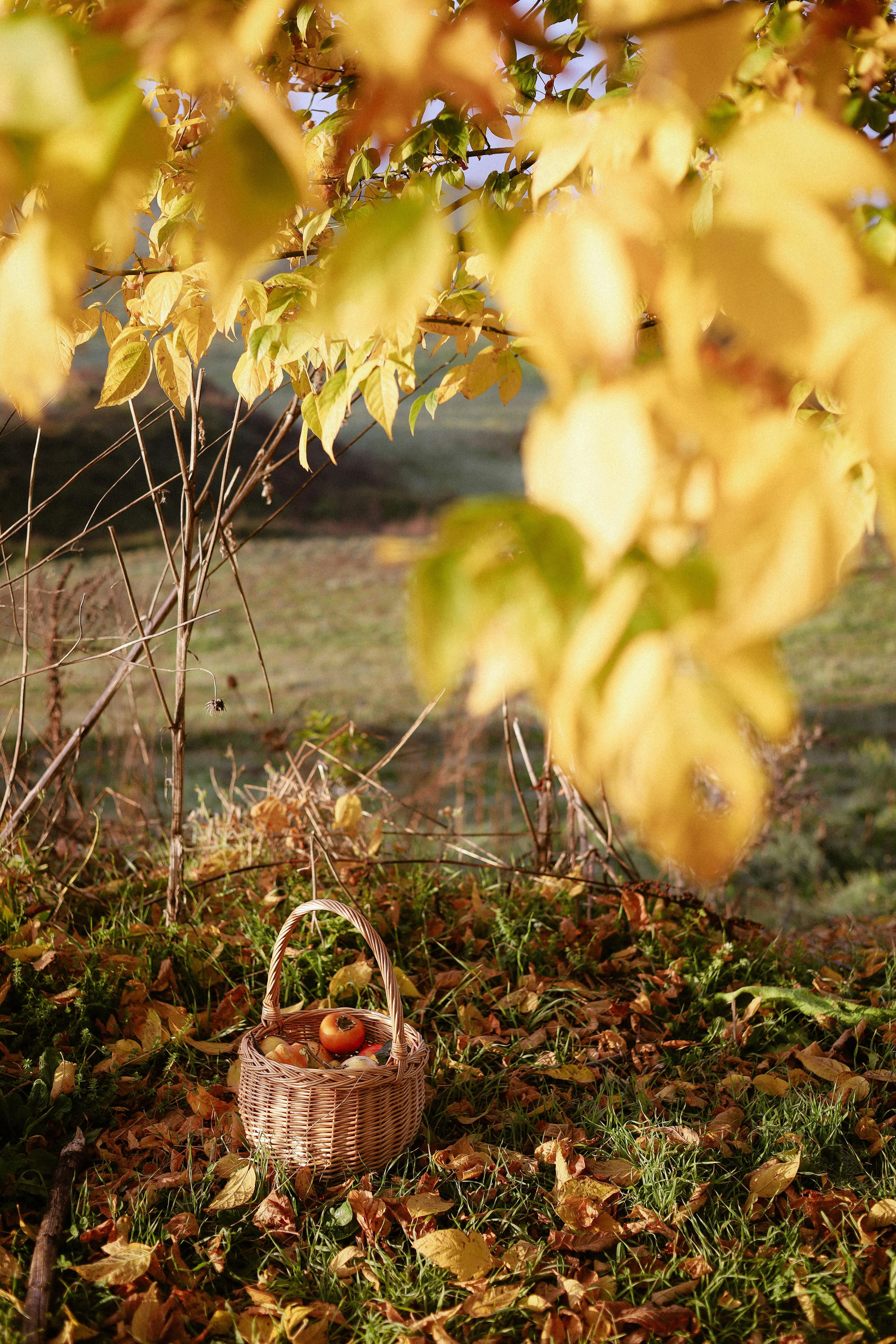 Basket of apples under vibrant autumn leaves in a tranquil outdoor setting.