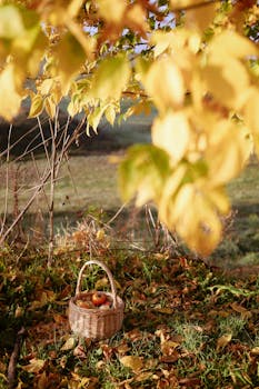 Basket of apples under vibrant autumn leaves in a tranquil outdoor setting.