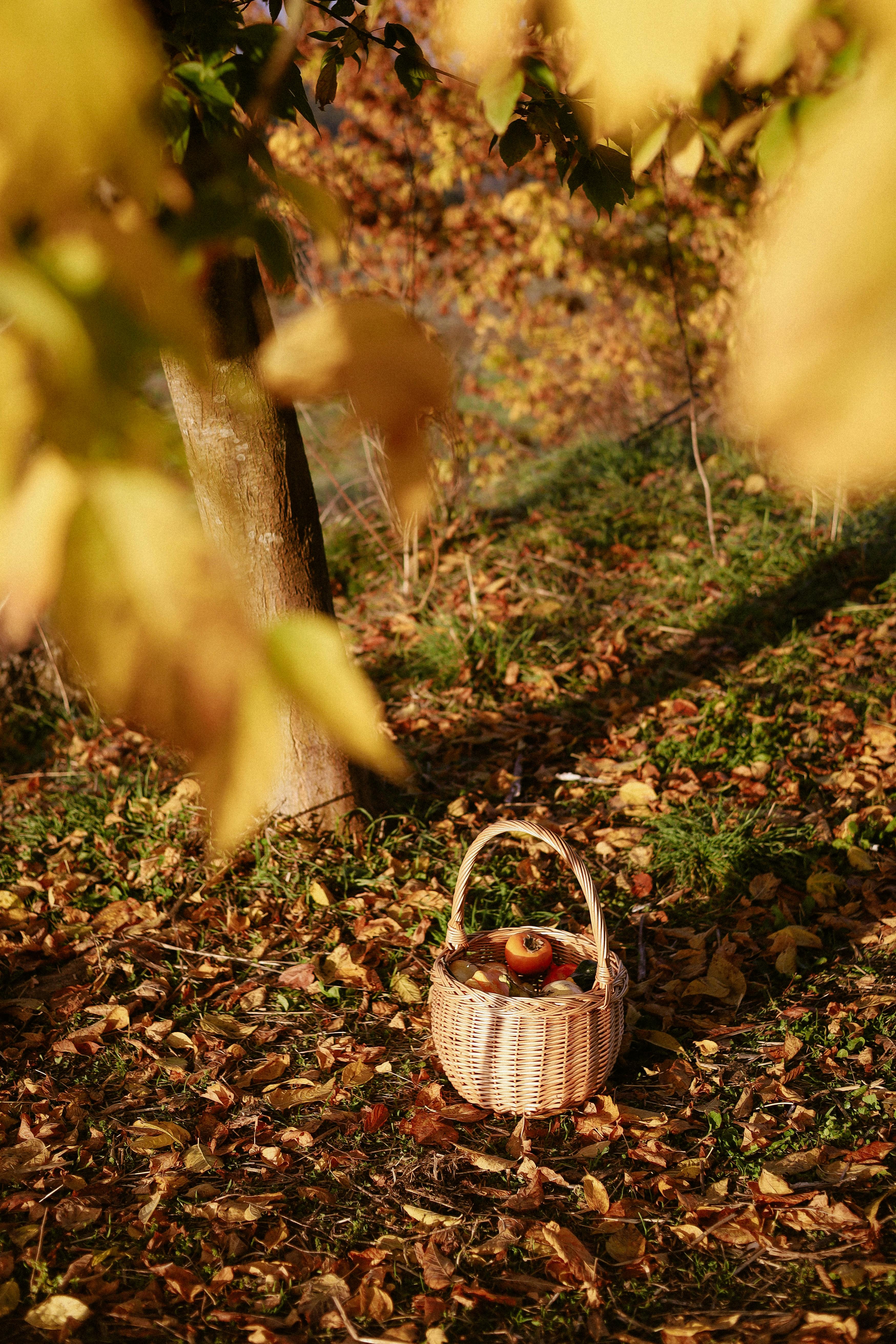 A wicker basket filled with apples sits among autumn leaves in an orchard.