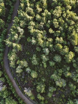 High-angle shot capturing a dense forest and a winding path through the trees.