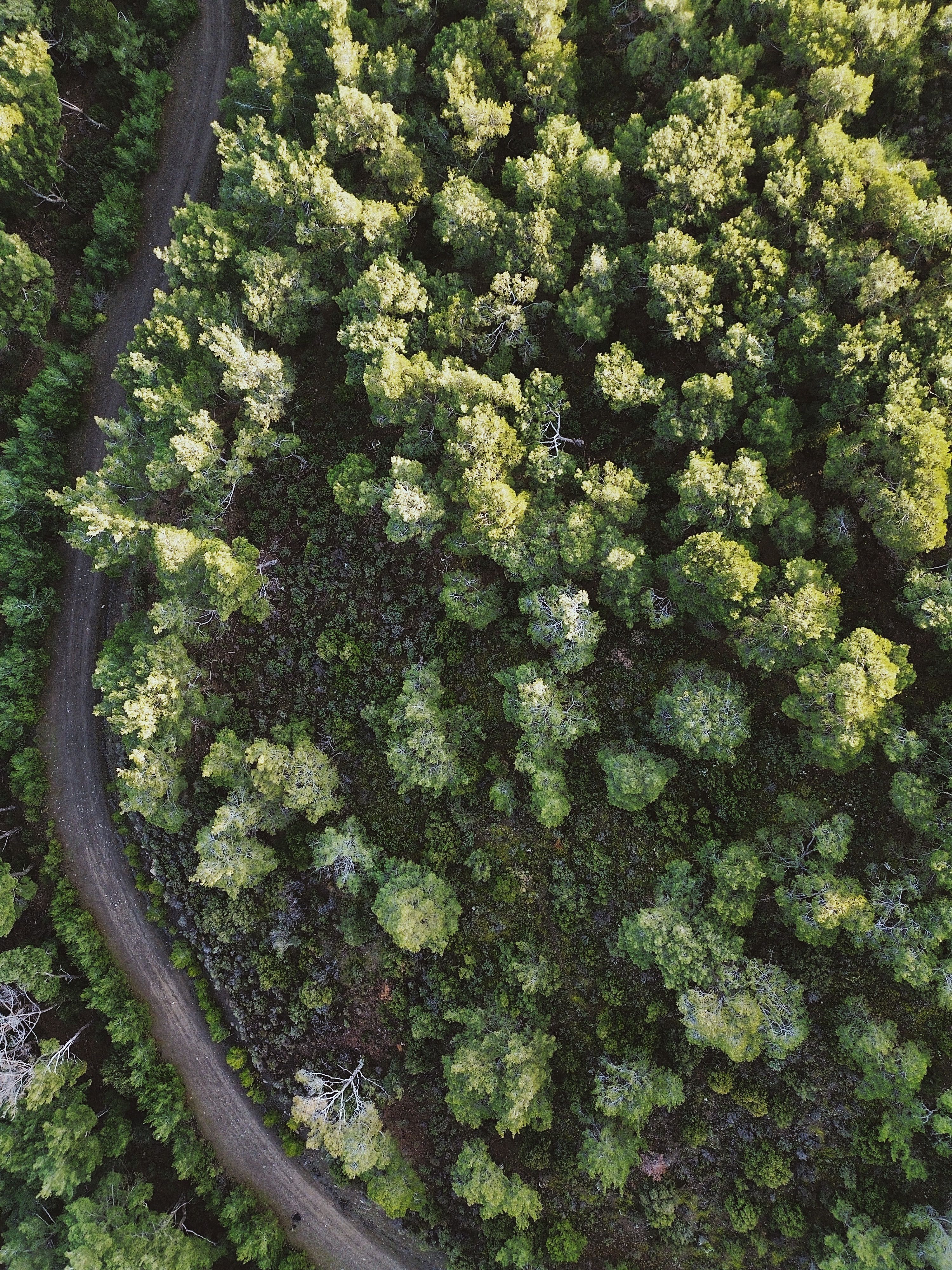 Aerial View of Lush Green Forest with Curved Path · Free Stock Photo