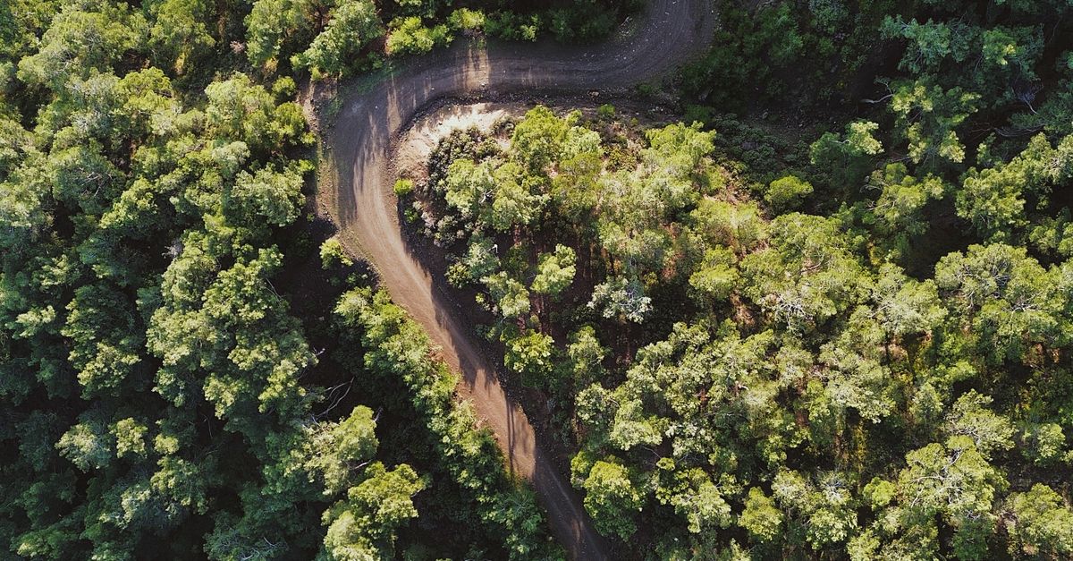 Aerial View of Winding Forest Path · Free Stock Photo
