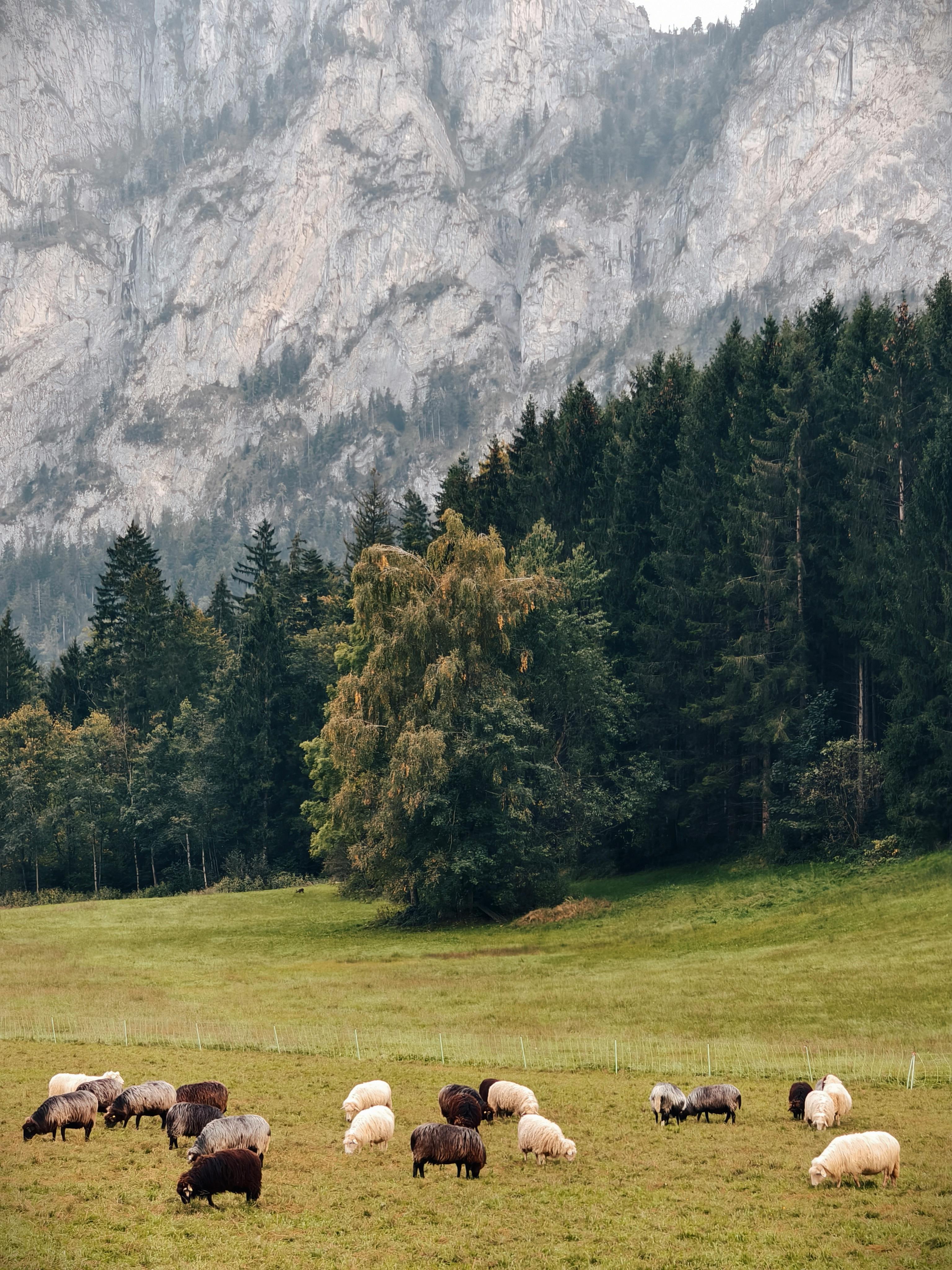 Peaceful scene of sheep grazing in a lush Alpine meadow with majestic mountains.