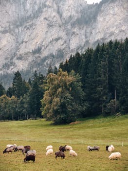 Peaceful scene of sheep grazing in a lush Alpine meadow with majestic mountains.