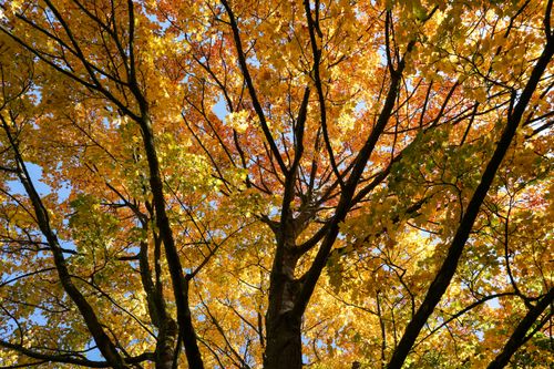 Free Captivating view of colorful autumn leaves in a peaceful forest in Börnsen, Germany, showcasing fall beauty. Stock Photo