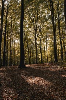 Idyllic autumn forest scene in Börnsen, Germany. Sunlight filters through colorful foliage, creating a peaceful atmosphere.