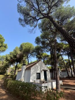 White cottage nestled in a tranquil pine forest on a sunny day.