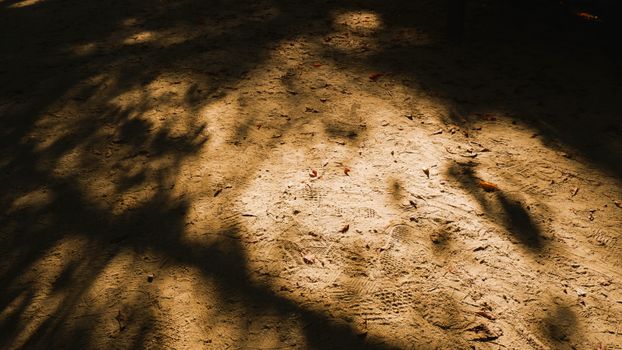 Shadows of trees on sand with autumn leaves in Chuncheon, South Korea.