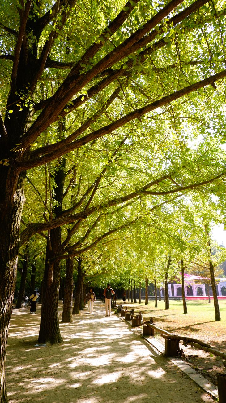 nami island tree lined path