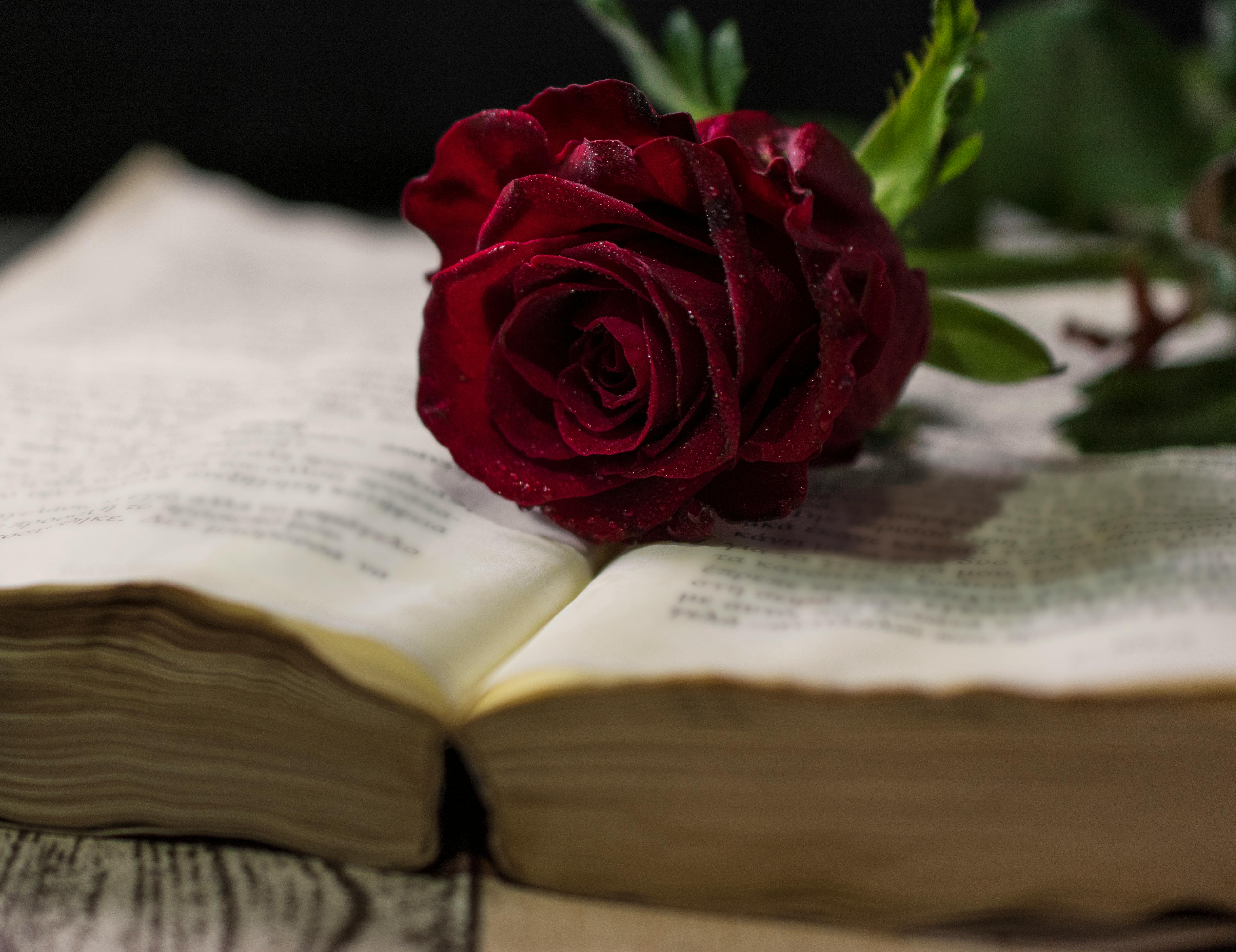 આયુર્વેદિક મસાલા અને જડીબુટ્ટીઓની સુંદર રચના