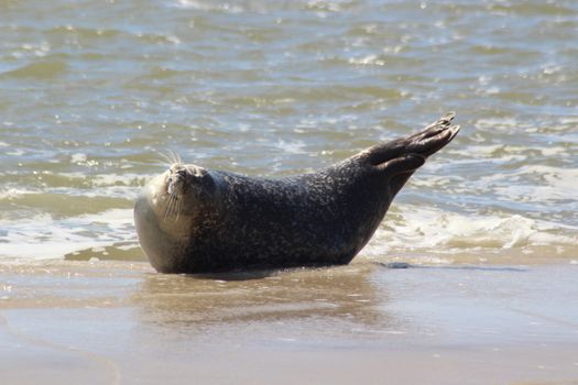 A harbor seal lounging on a sandy beach by the North Sea coastline in Friesland, Netherlands.