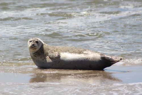 Free A harbor seal enjoying a sunny day on the sandy shores of Friesland, Netherlands. Stock Photo