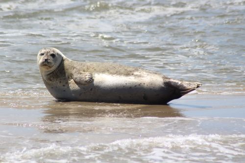 Free A harbor seal basks on a sandy beach in Friesland, Netherlands. Stock Photo
