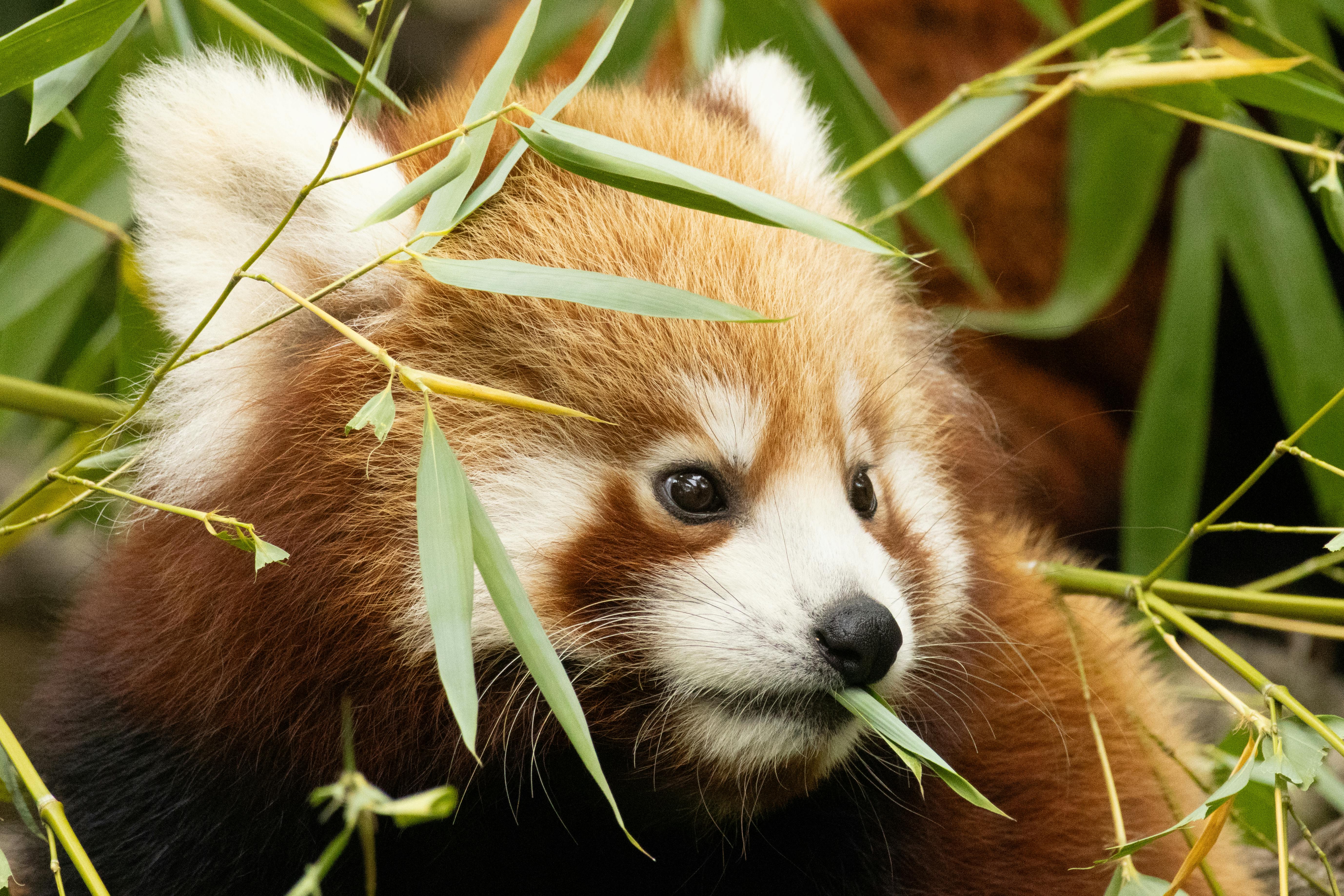 生活：米特·羅姆尼嫂子近況曝光，引發熱議