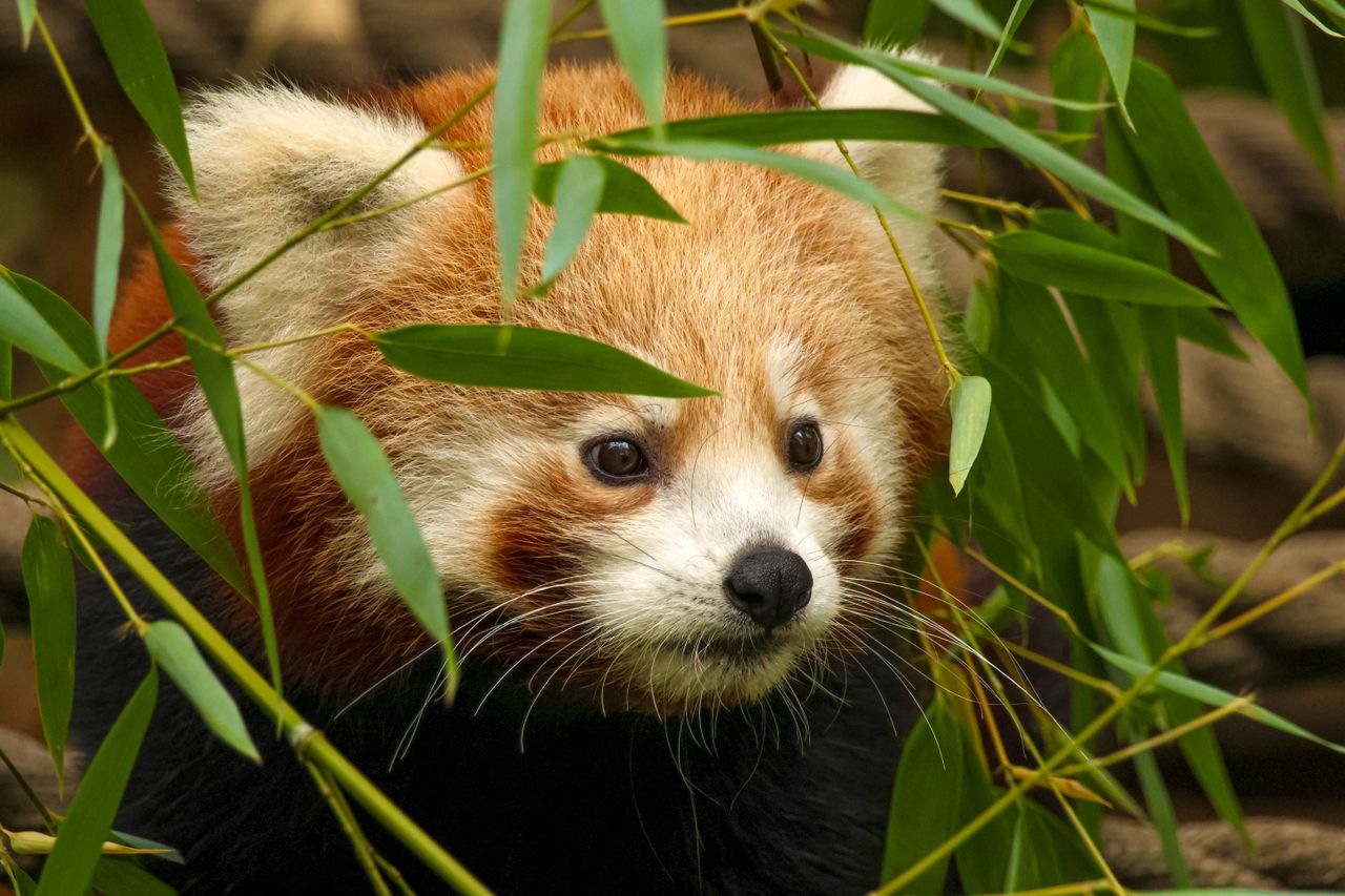close up of a red panda surrounded by lush bamboo foliage in a natural