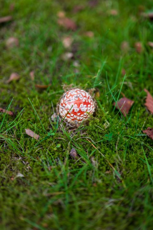 Free A colorful fly agaric mushroom (Amanita muscaria) grows on a lush, mossy forest floor. Stock Photo