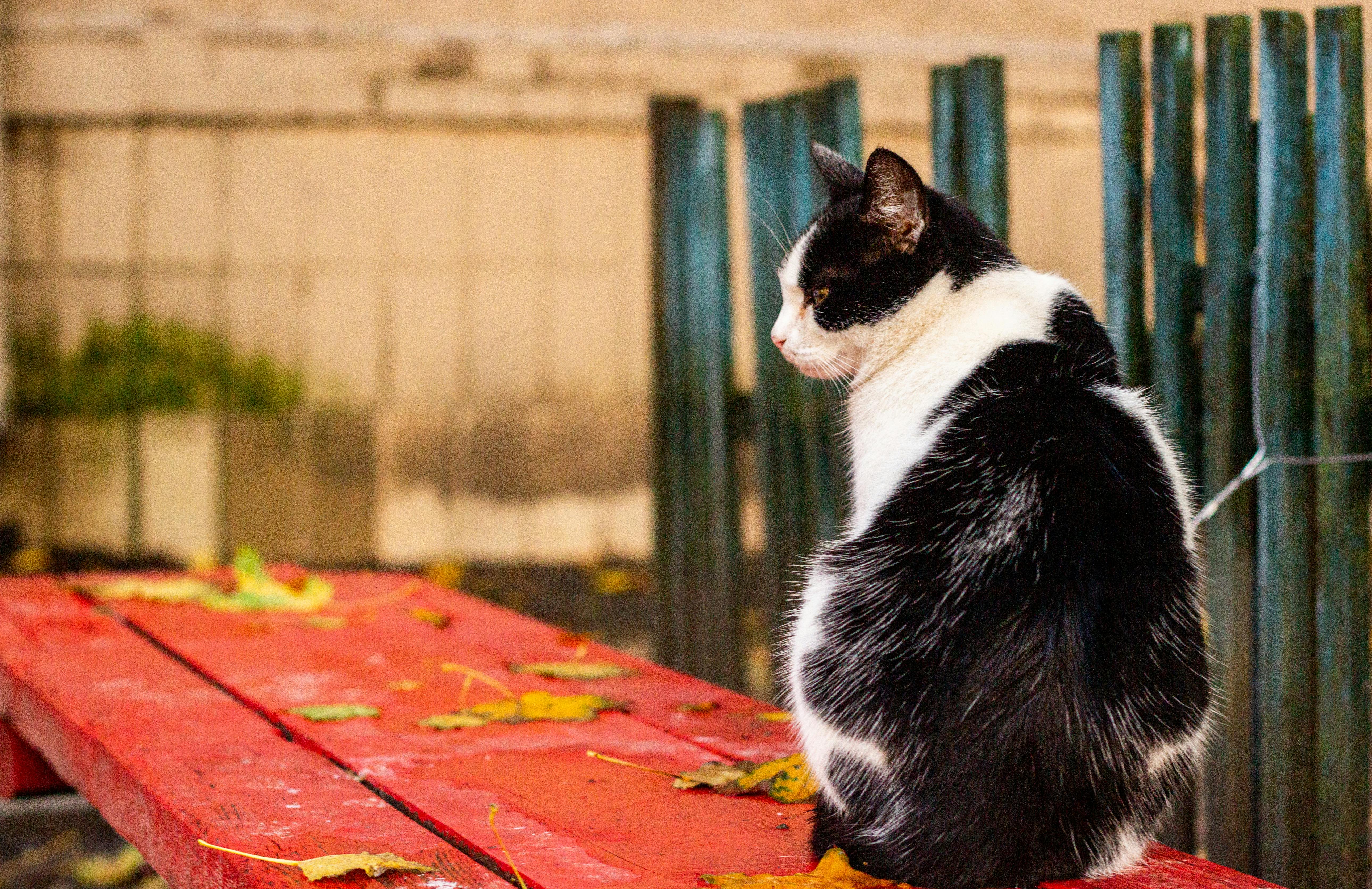 生活：米特·羅姆尼嫂子近況曝光，引發熱議